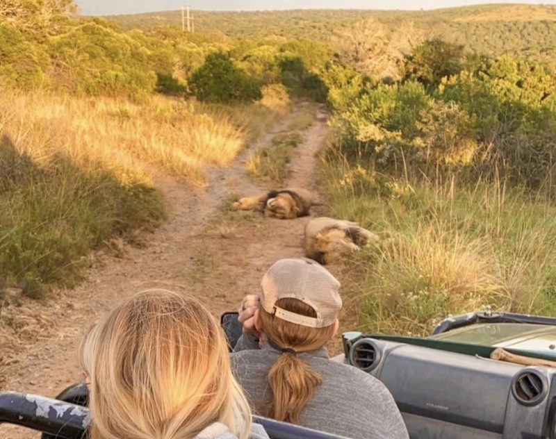 From the safety of a jeep, two women watch two lions sleeping in the road