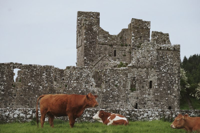 Cows grazing ruins of a castle behind them