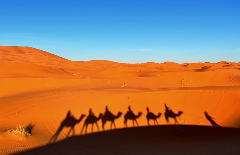 Shadow of a line of camels on the dunes
